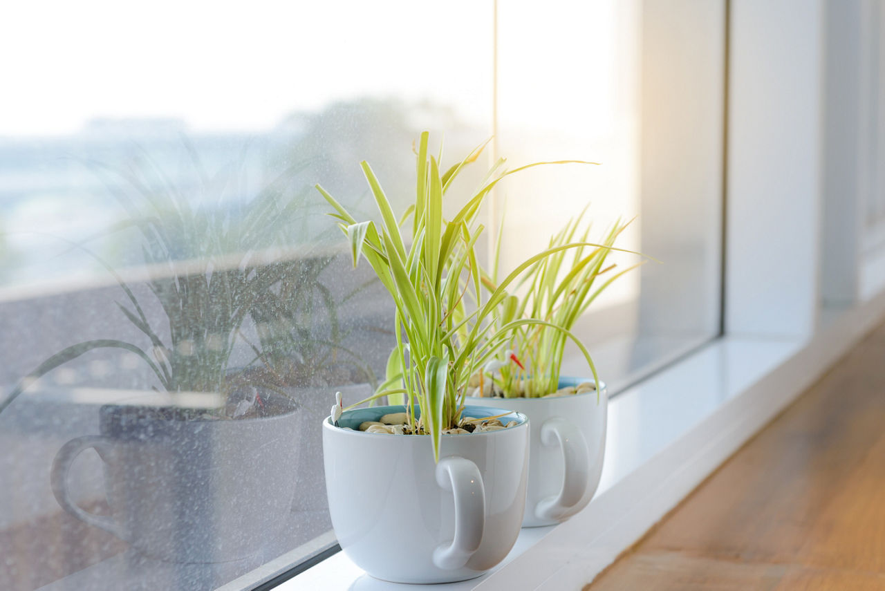 Spider plants in mugs by window